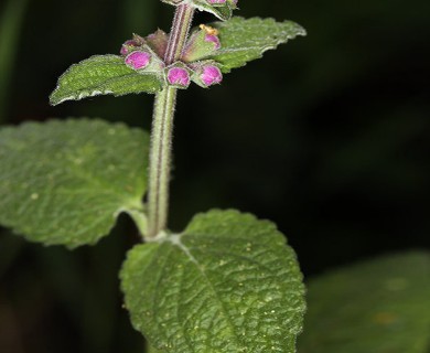 Stachys bullata