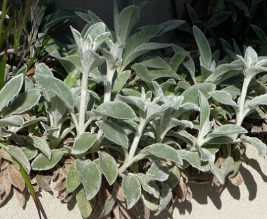 Stachys byzantina