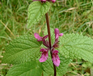 Stachys chamissonis