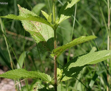 Stachys hispida