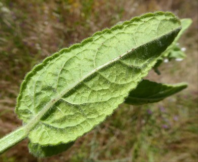 Stachys stricta