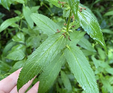 Stachys tenuifolia