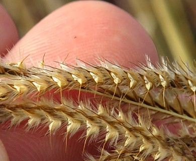 Stapfochloa canterae