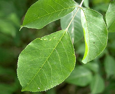 Staphylea trifolia