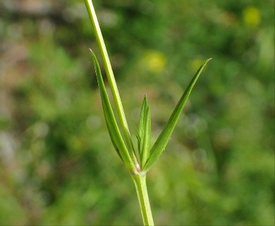 Stellaria graminea