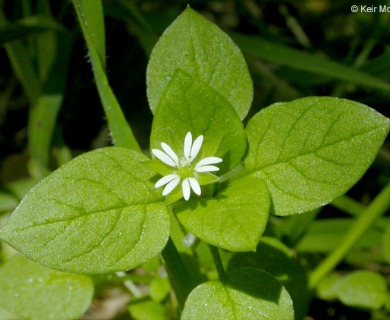 Stellaria media