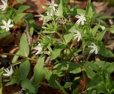 Stellaria pubera