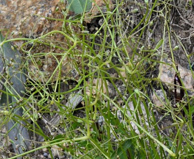 Stellaria umbellata