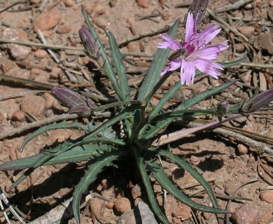 Stephanomeria lactucina