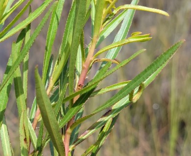 Stillingia sylvatica