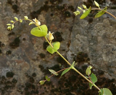 Streptanthus tortuosus