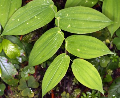 Streptopus amplexifolius