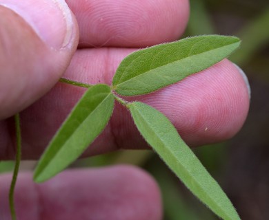 Strophostyles leiosperma