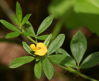 Stylosanthes biflora