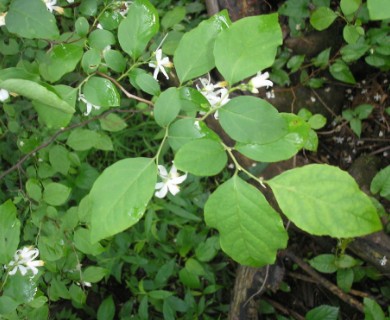 Styrax americanus