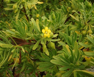 Suriana maritima