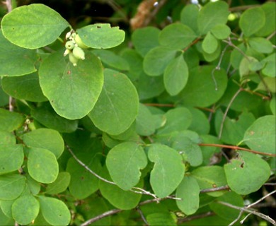 Symphoricarpos albus