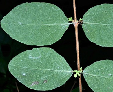 Symphoricarpos orbiculatus