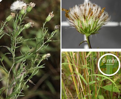 Symphyotrichum boreale