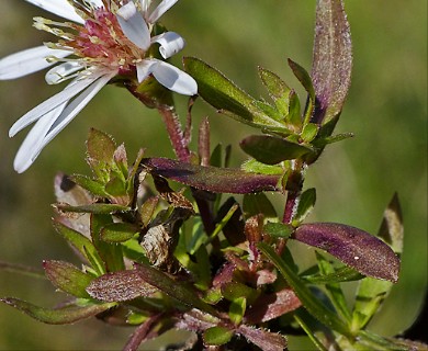 Symphyotrichum chilense