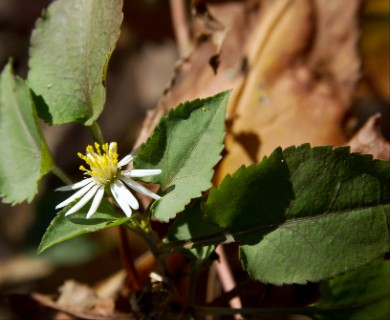 Symphyotrichum drummondii