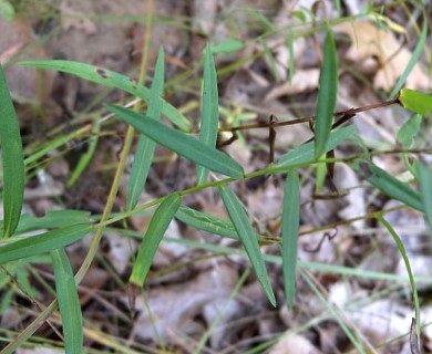 Symphyotrichum dumosum