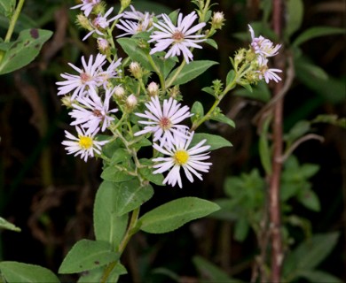 Symphyotrichum elliottii