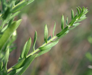 Symphyotrichum ericoides