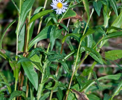 Symphyotrichum foliaceum