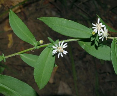 Symphyotrichum lateriflorum