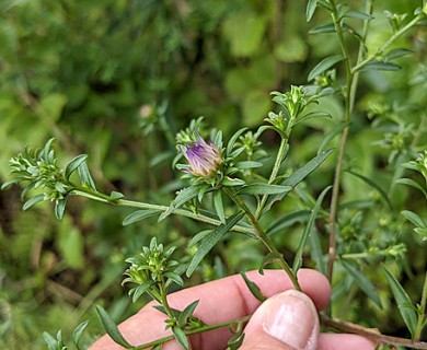 Symphyotrichum novi-belgii