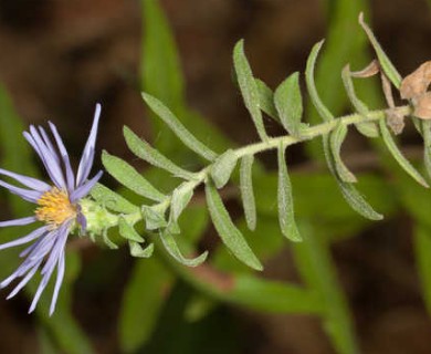 Symphyotrichum oblongifolium