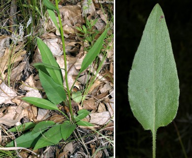 Symphyotrichum oolentangiense