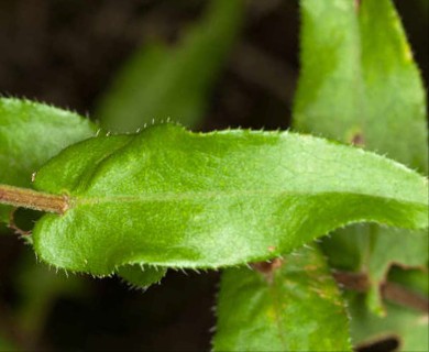 Symphyotrichum patens