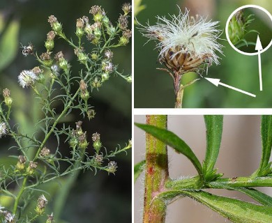 Symphyotrichum pilosum