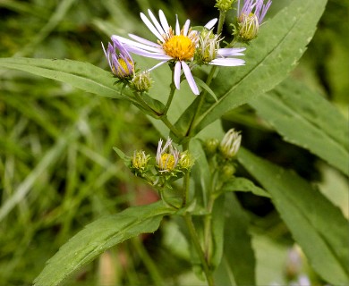 Symphyotrichum prenanthoides