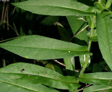 Symphyotrichum puniceum