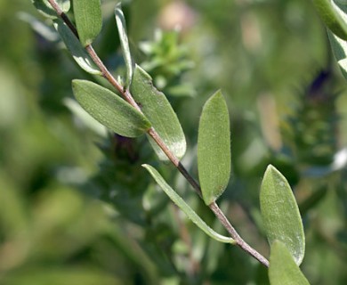 Symphyotrichum sericeum