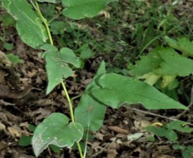 Symphyotrichum shortii