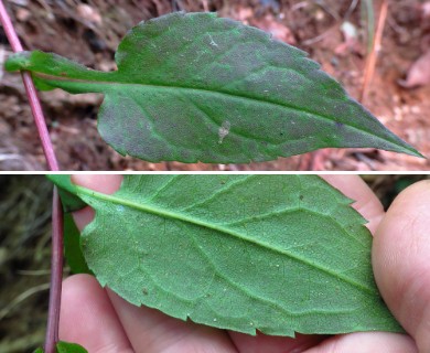 Symphyotrichum undulatum