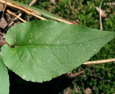 Symphyotrichum urophyllum