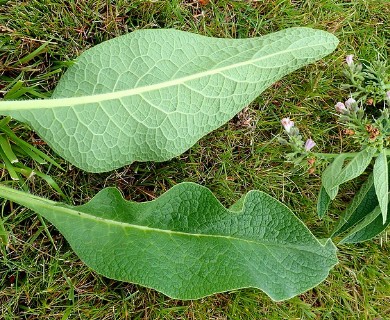 Symphytum officinale