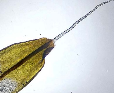 Syntrichia caninervis