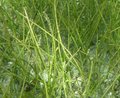 Syringodium filiforme