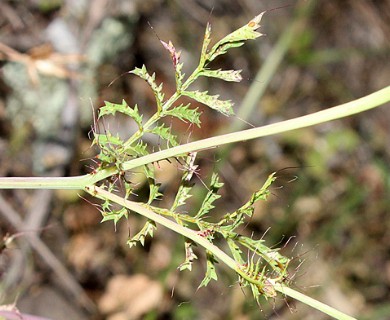Tagetes lunulata