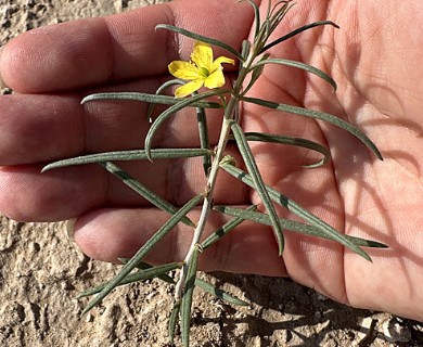 Talinum polygaloides