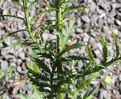 Tanacetum vulgare