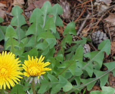 Taraxacum officinale