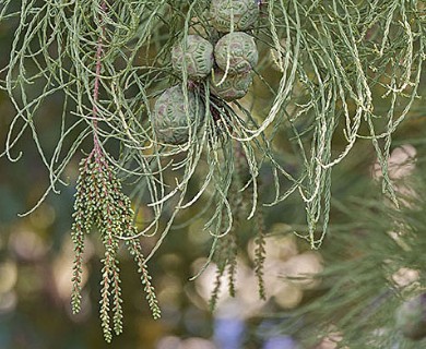 Taxodium distichum