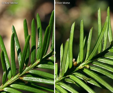 Taxus canadensis